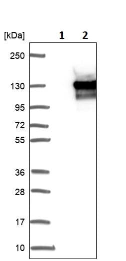 Anti-OXR1 antibody(ab251774)
