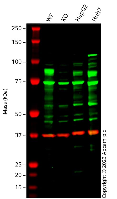 Anti-Nrf2 antibody(AB137550)