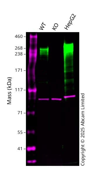 Anti-Fibronectin antibody [10/Fibronectin] - BSA and Azide free(AB281577)