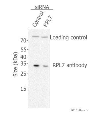 Rpl7 Antibody Ab72550  Western Blot Img14750