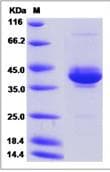 Recombinant Human NRG3 protein (Fc Chimera)(ab276716)
