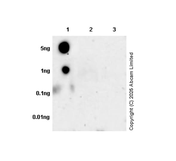 Anti-Histone H3 (mutated K27M) antibody [EPR18340] - ChIP Grade(AB190631)