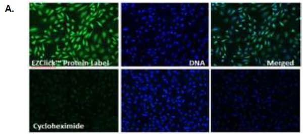 Protein Synthesis Assay Kit (Green)(AB239725)