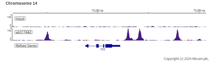 Anti-CEBP Alpha/CEBPA antibody [EPR27924-90](AB317442)