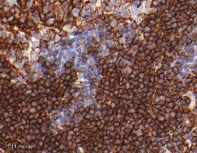 Anti-CD3 epsilon antibody(ab5690)