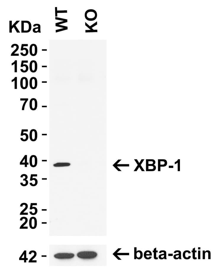 Anti-XBP1 antibody(AB37152)