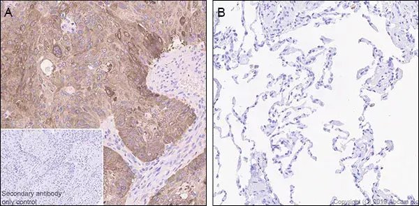 Anti-LINE-1 ORF1p antibody [EPR22227-54](AB230966)