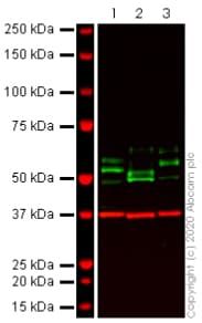 Anti-Tau antibody [TAU-5] - BSA and Azide free(AB80579)