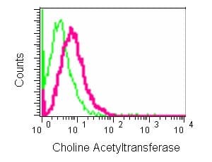 Anti-Choline Acetyltransferase antibody [EPR13024(B)](AB181023)