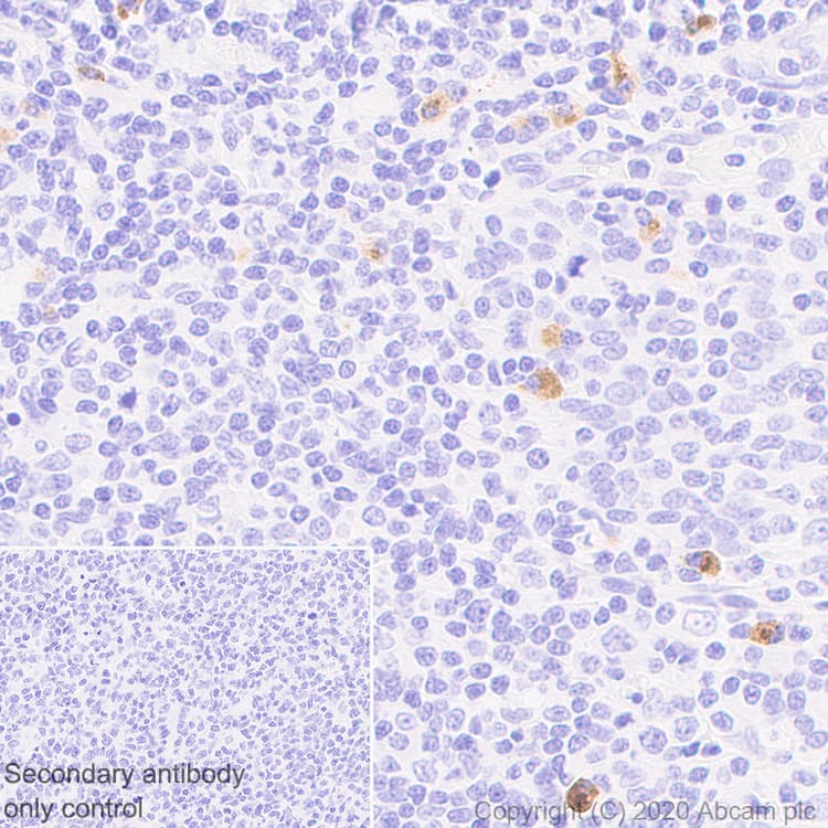 Anti-Human IgG antibody [IG266](AB200699)