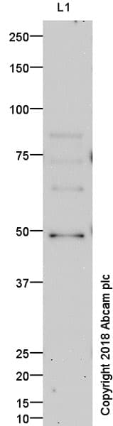 Anti-TBR2 / Eomes antibody(AB23345)