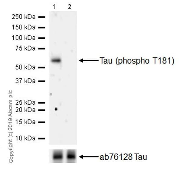 Anti-Tau (phospho T181) antibody [EPR22064](AB223192)