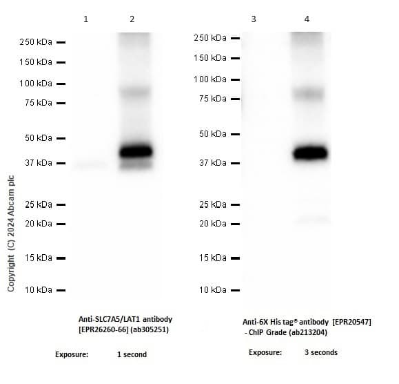 Anti-SLC7A5/LAT1 antibody [EPR26260-66] - BSA and Azide free(AB305252)