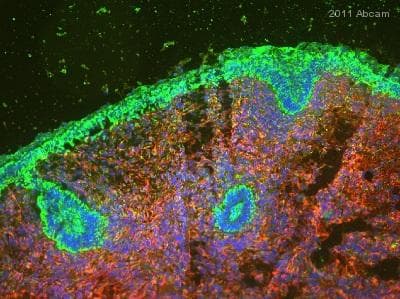 Anti-Vimentin antibody [RV202] - Cytoskeleton Marker(ab8978)