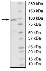 Ab198417  Sds Page Img32787