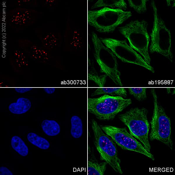 Alexa Fluor 647 Cenpb Antibody Epr24047 64 Ab300733  Immunocytochemistry Immunofluorescence Img401574