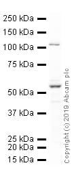 Anti-OLFM4 antibody(AB85046)