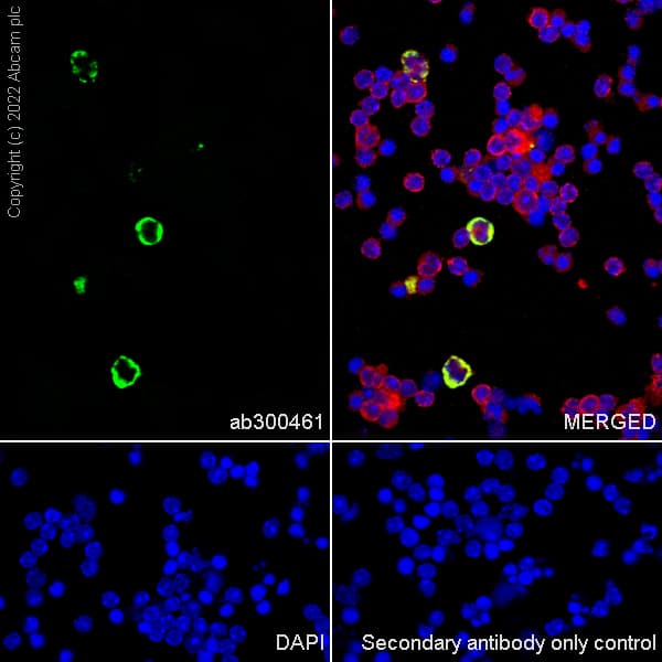Anti-TREM1 antibody [EPR26206-72](AB300461)