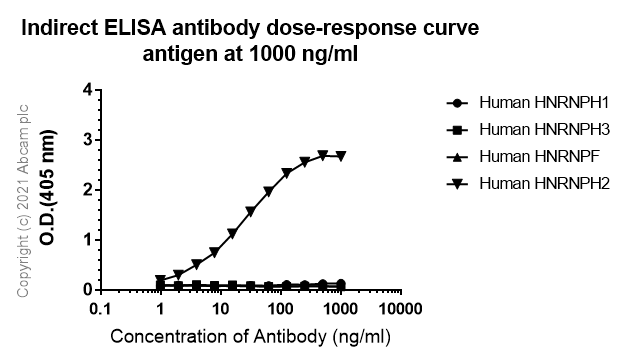 Anti-HNRPH2/HNRNPH2 antibody [EPR12171] - BSA and Azide free(ab250397)
