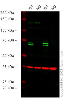 Human Atg16l1 Knockout Thp 1 Cell Line Ab277834  Western Blot Img166159