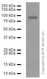 Anti-MMP9 antibody [EP1254](AB76003)