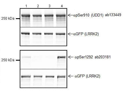 Anti-LRRK2 (phospho S1292) antibody [MJFR-19-7-8] - BSA and Azide free(ab256581)
