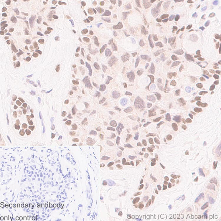 Anti-RUNX1 / AML1 antibody [RM1089] - BSA and Azide free(AB315399)