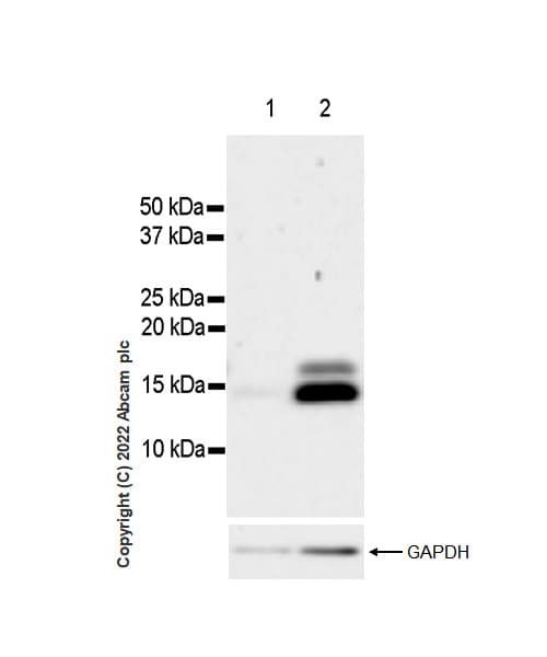 Anti-Histone H3 (acetyl K4+K9+K14+K18+K23+K27) antibody [RM1045] - BSA and Azide free(AB300642)