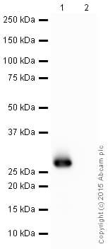 Recombinant A. victoria GFP protein(ab84191)