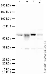 Anti-NDP52 antibody(AB68588)