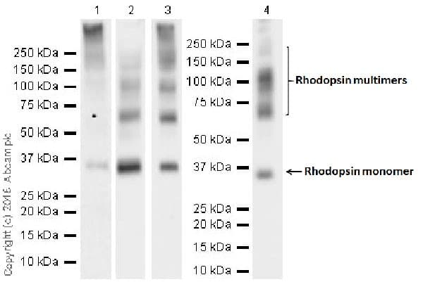 Anti-Rhodopsin antibody [EPR21876](AB221664)