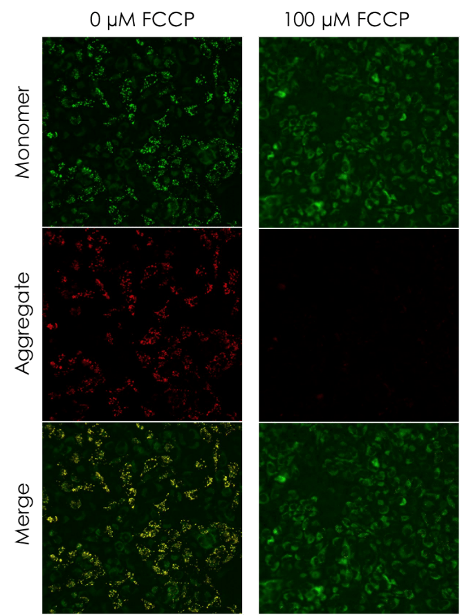 JC-1 - Mitochondrial Membrane Potential Assay Kit(AB288313)
