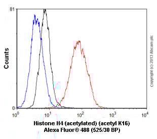Anti-Histone H4 (acetyl K16) antibody [EPR1004] - BSA and Azide free(AB194352)