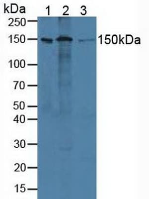Anti-ADNP antibody(AB231950)