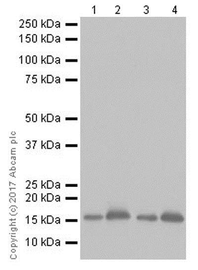 Anti-Alpha-synuclein antibody [EPR20535] - BSA and Azide free(AB225866)