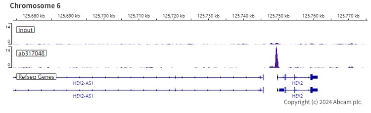 Rbpjk Antibody Rm2045 Ab317048  Chip Sequencing Img432197