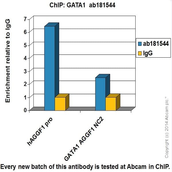 Anti-GATA1 antibody [EPR17362] - ChIP Grade(AB181544)