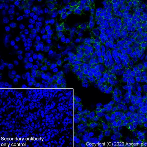 Anti-CD19 antibody [EPR23174-145](AB245235)