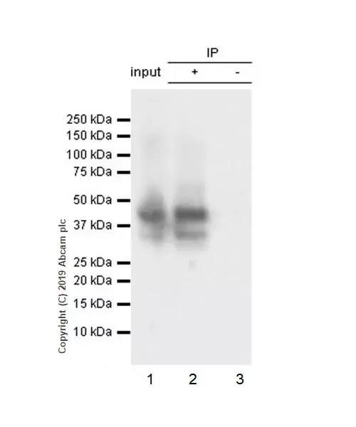 Anti-LINE-1 ORF1p antibody [EPR22227-54](AB230966)