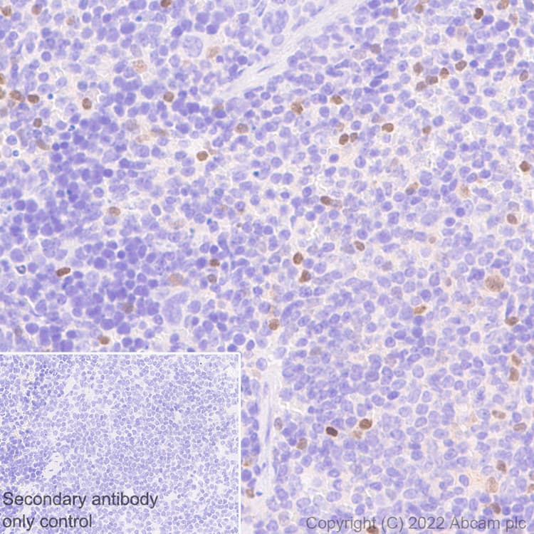 Anti-T-bet / Tbx21 antibody [EPR25086-9] - BSA and Azide free(AB300452)
