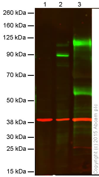 Anti-MMP9 antibody [EP1254](AB76003)