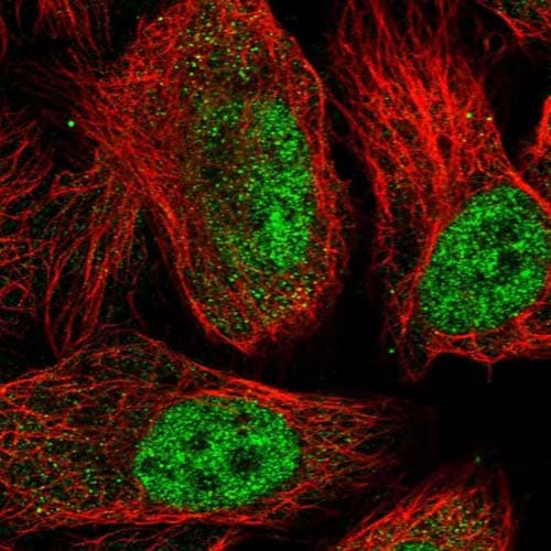 Spata5l1 Antibody Ab126354  Immunocytochemistry Immunofluorescence Img133406