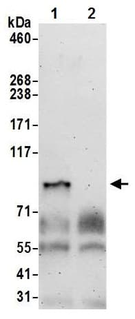 Anti-DPP9 antibody(ab226334)