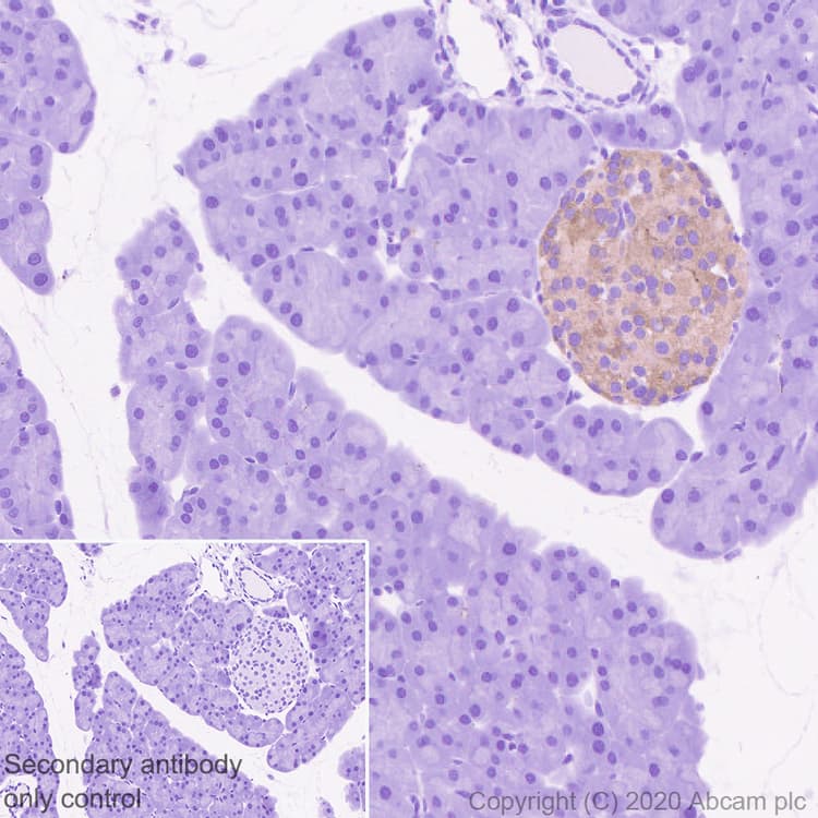 Anti-Synapsin I antibody [EPR23531-50] - Synaptic Marker(AB254349)