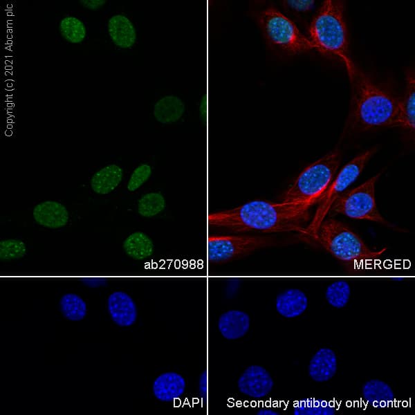 Anti-CBX1 / HP1 beta antibody [EPR24242-78](AB270988)