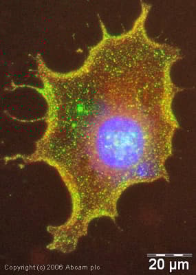 Anti-pan Cadherin antibody [mAbcam22744](AB22744)