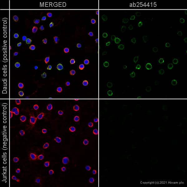 Cxcr5 Antibody Epr23463 30 Ab254415  Immunocytochemistry Immunofluorescence Img65892