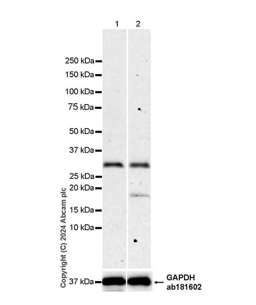 Pnad Antibody Epr28215 189 Ab318270  Western Blot Img433041