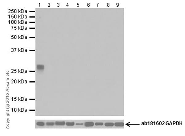 Anti-Trypsin antibody [EPR19497] - BSA and Azide free(AB251325)