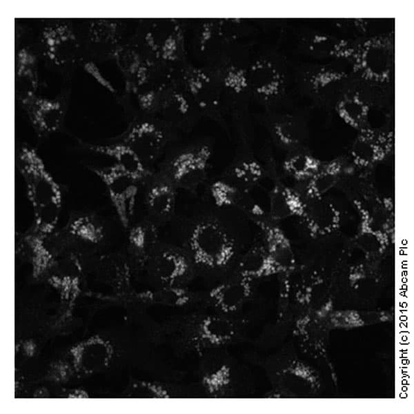 Cholesterol Assay Kit (Cell-Based)(AB133116)